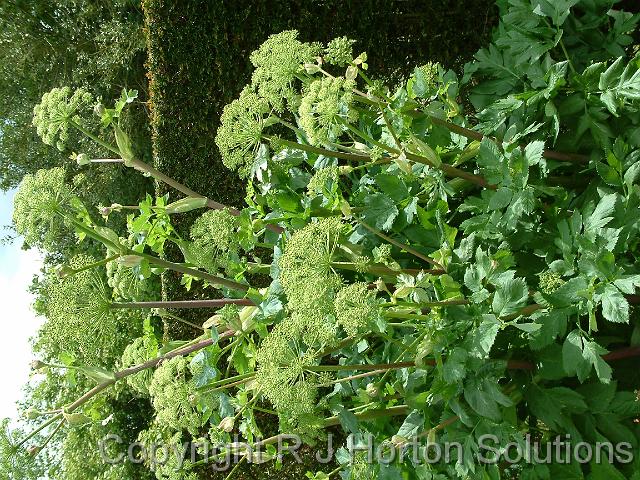 Angelica archangelica